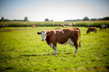 Fototapeta na wymiar cow on grassy field