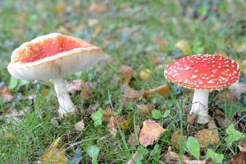 Lactaire sanguin et amanite tue-mouches