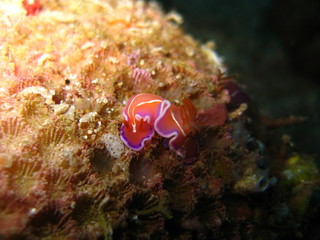 Nudibranch