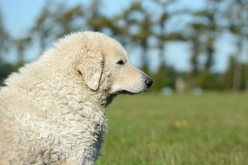 Fototapeta premium Kuvasz