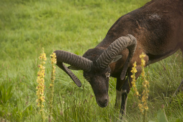 Fototapeta premium Mouflon