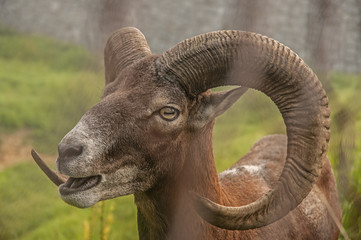 Mouflon