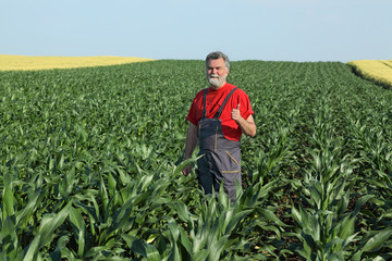 Naklejka na ściany i meble Agricultural scene, farmer in corn field gesturing with thumb up