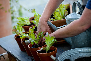 Salatpflanzen eintopfen