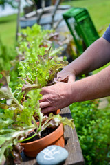 Blattsalat im Tontopf