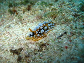 Nudibranch
