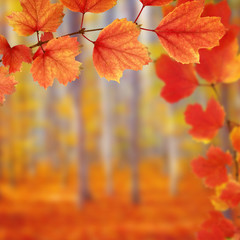  branch with autumn leaves