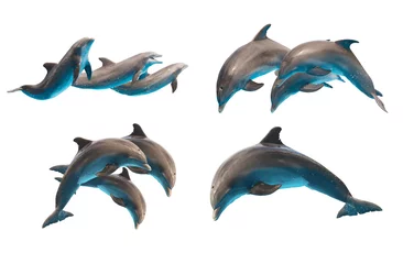 Foto op Plexiglas dolfijnen springen op wit © neirfy