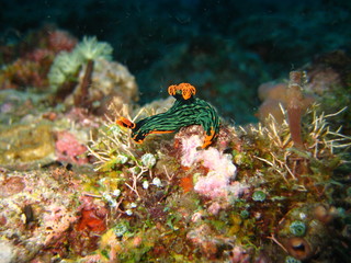 Nudibranch