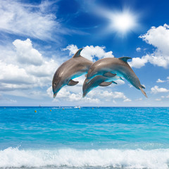 three  jumping dolphins © neirfy