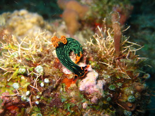 Nudibranch
