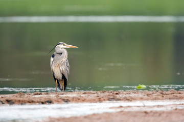 Obraz premium Grey Heron in the nature