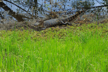 American Alligator