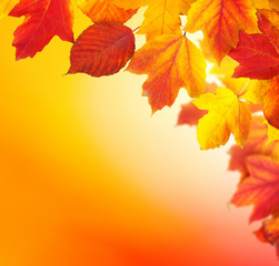 Fototapeta premium oddział z liści jesienią