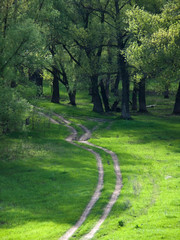 Тропинка в весеннем зеленом лесу
