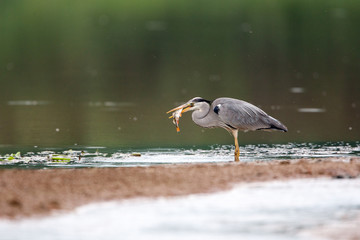 Grey Heron in the nature