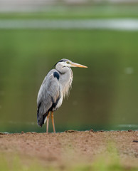 Grey Heron in the nature