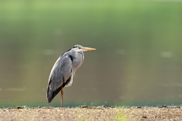 Grey Heron in the nature
