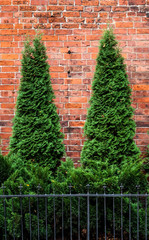 Two green spruce thuja with small clumps of low iron fence near