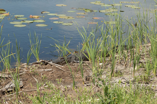 American Alligator