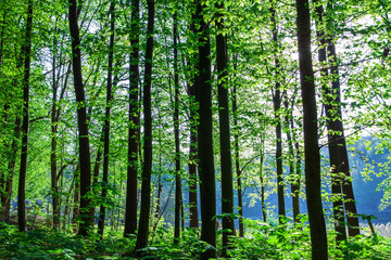 autumn forest trees