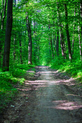 Fototapeta premium jesienne drzewa leśne