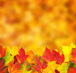  branch with autumn leaves