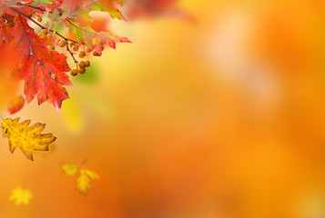 Colorful autumnal background with leaves