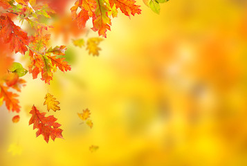 Colorful autumnal background with leaves