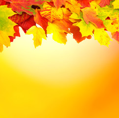  branch with autumn leaves