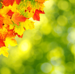  branch with autumn leaves
