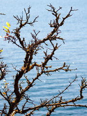 Колючие голые ветви на фоне синего моря