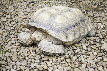 Big Turtle