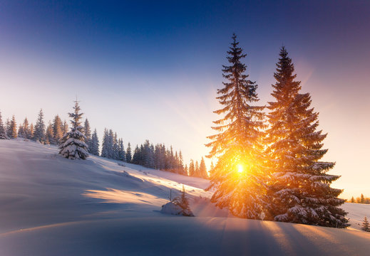 Landscape of mountains winter. View of snow-covered conifer trees at sunrise.