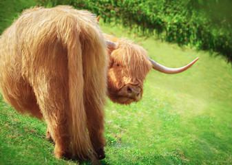 Fototapeta premium Funny highland cow grazing in mountain fields looking into camera with angry expression. Farming and travel background.