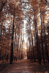 Fototapeta premium Autumn in America landscape of Central Park