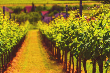 Fototapeta premium Picturesque summer vineyard landscape with vines growing on hills in a historic place in Germany, Black Forest, Kaiserstuhl. Wine-making background. Vintage effect.