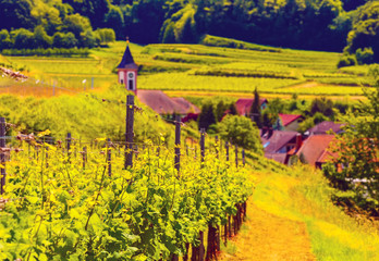 Picturesque summer vineyard landscape with vines growing on hills in a historic place in Germany,...