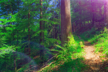 Beautiful mountain forest path with in summer. Hiking and and camping background. Filtered, toned.