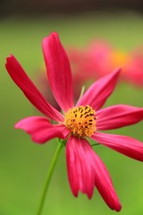 The Red  flower Garden in Thailand on Sunny day