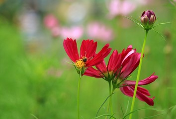 The Red  flower Garden in Thailand on Sunny day