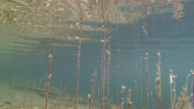 Water lobelia stems reaching towards water surface