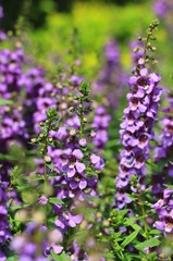 The Purple flower Garden in Thailand on Sunny day
