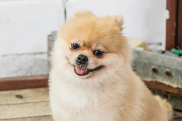 light brown Pomeranian with wood surface and white brick wall