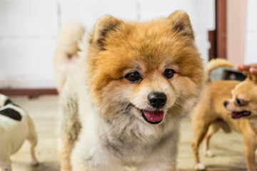 face of brown Pomeranian with wood surface and white brick wall