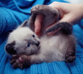 cute domestic cat