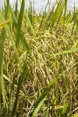 Paddy rice trees