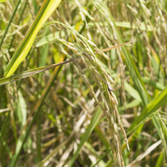 Close up paddy rice