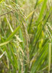 Close up paddy rice