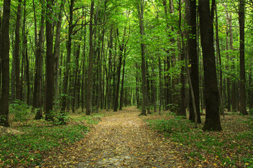 Fototapeta premium Trees